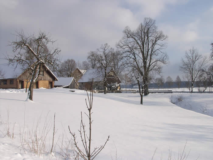 Linden im Winter